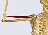 上腕二頭筋