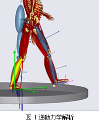 図1　逆動力學解析